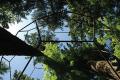 Quantum Reality (Large Buckyball Around Trees), 2007. Steel and trees, diameter 30'.