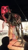 The great tyrannosaurus rex...