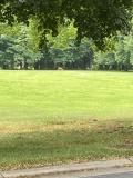 A deer