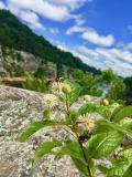 Great Falls