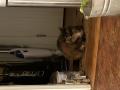 The cat at the Bed & Breakfast in NH