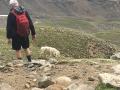 Mountain Goat