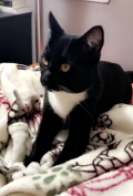 My kitten, Marcos, who is waiting for my return in California.