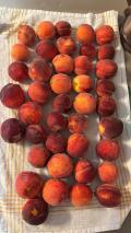 Not all of our peaches. 