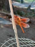 Libellula saturata, the flame skimmer.