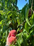 Picking peaches!