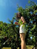 I pick peaches. 