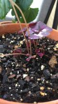 Baby oxalis