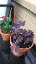 Growing oxalis!